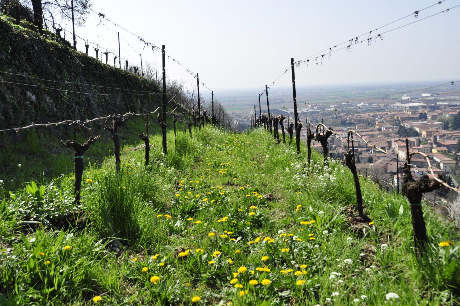 pianora-vigna-vista-paese