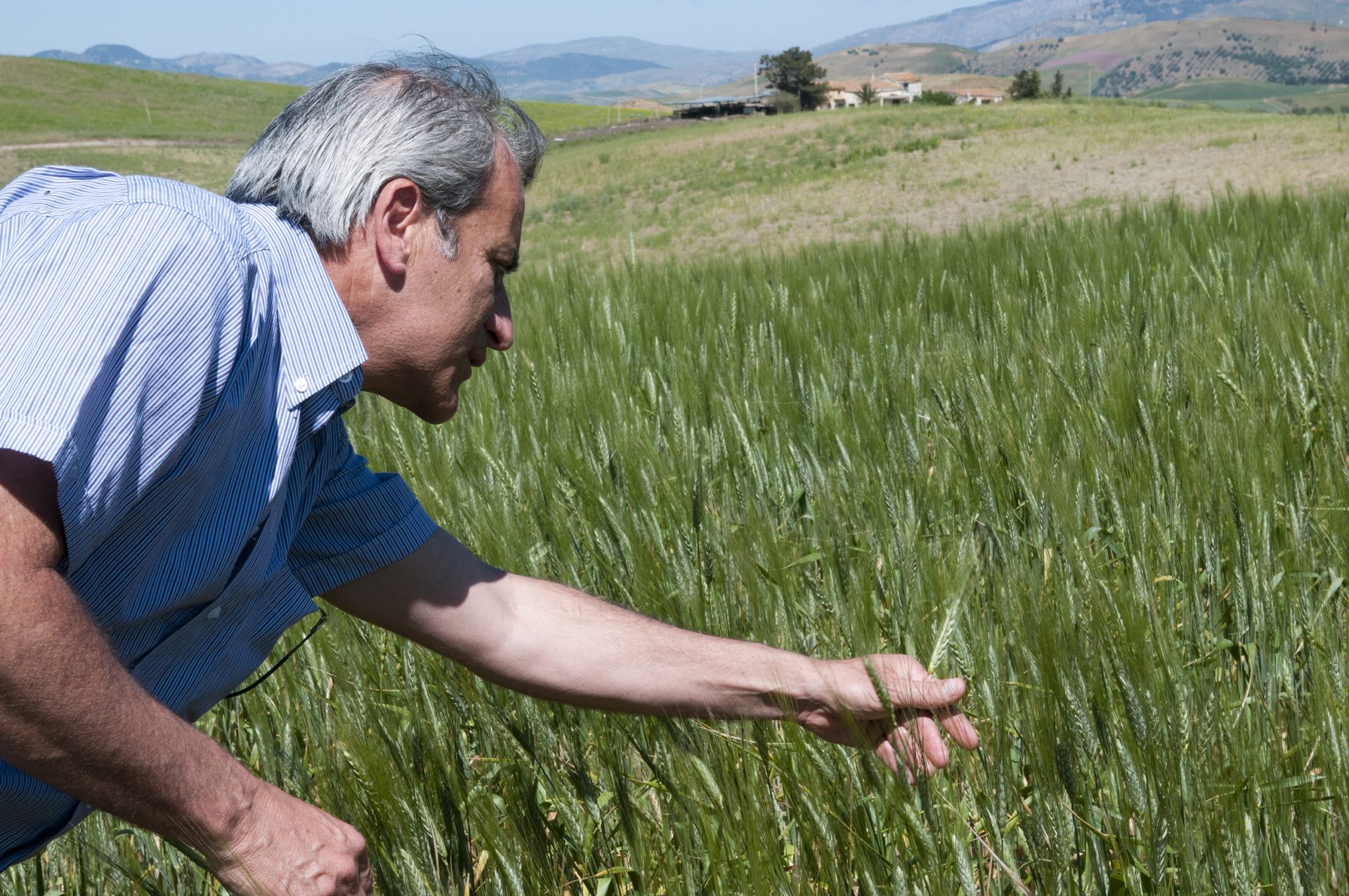 valdibella-grano