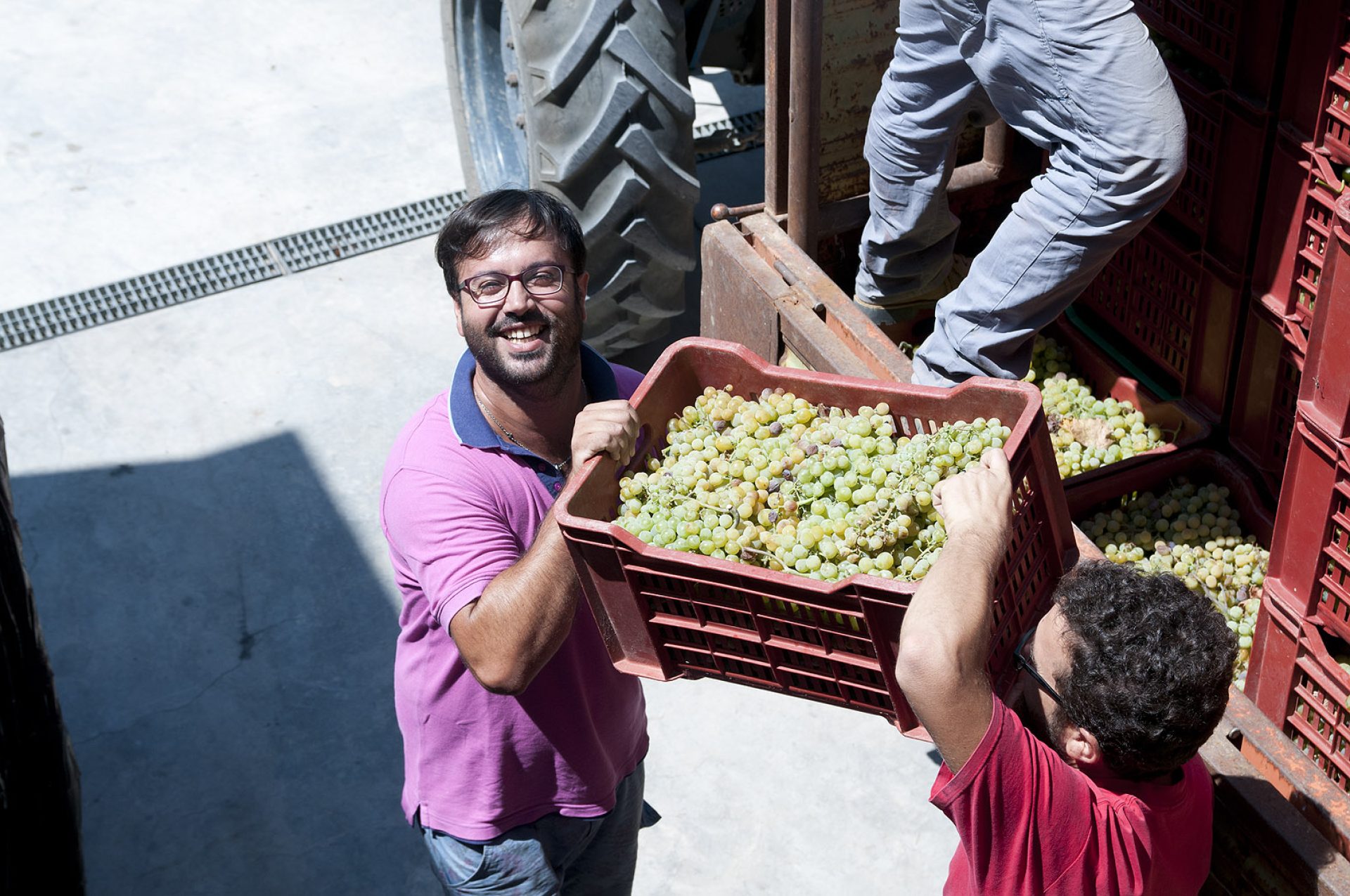 valdibella-vendemmia