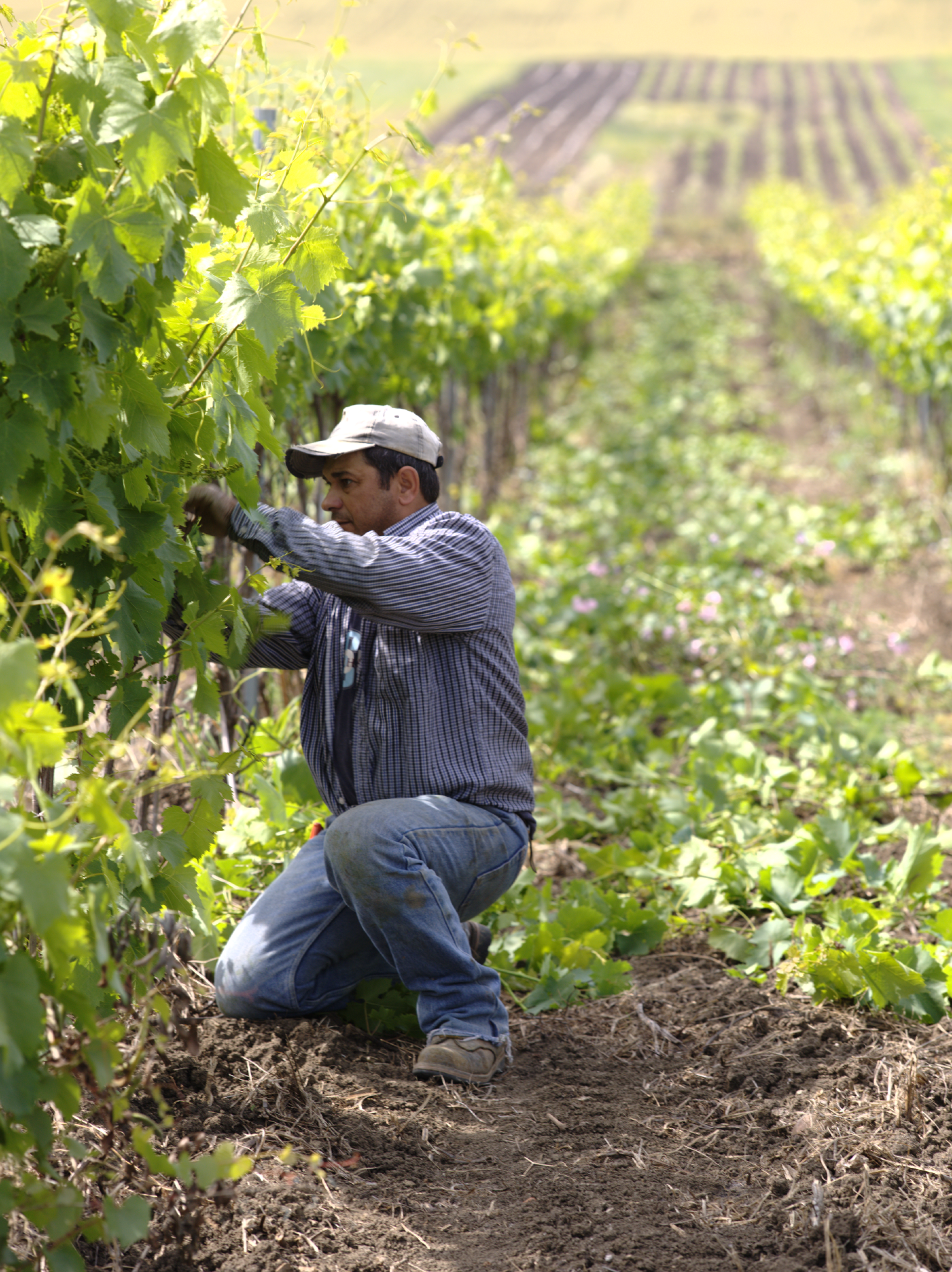 valdibella-potatura-vigna