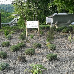 Fiorisca il Cuore