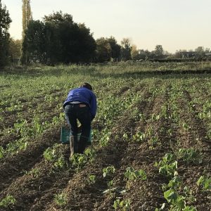 Cerchi nel grano