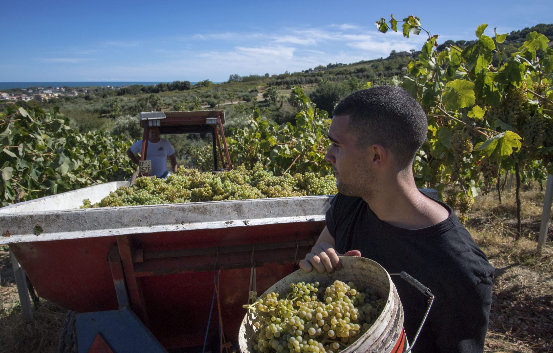 casalia-vendemmia