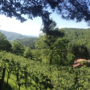 Casale Camalda
